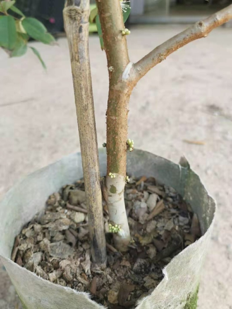 台湾沙巴嘉宝果树苗早生四季红妃艾斯卡树葡萄苗