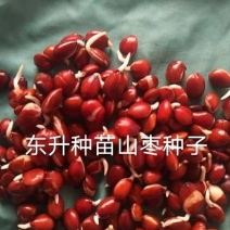 辽宁营口市鲅鱼圈区东升种苗现货供应山枣种子枣树苗种子