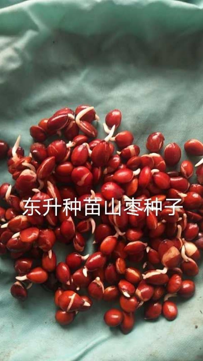 辽宁营口市鲅鱼圈区东升种苗现货供应山枣种子枣树苗种子