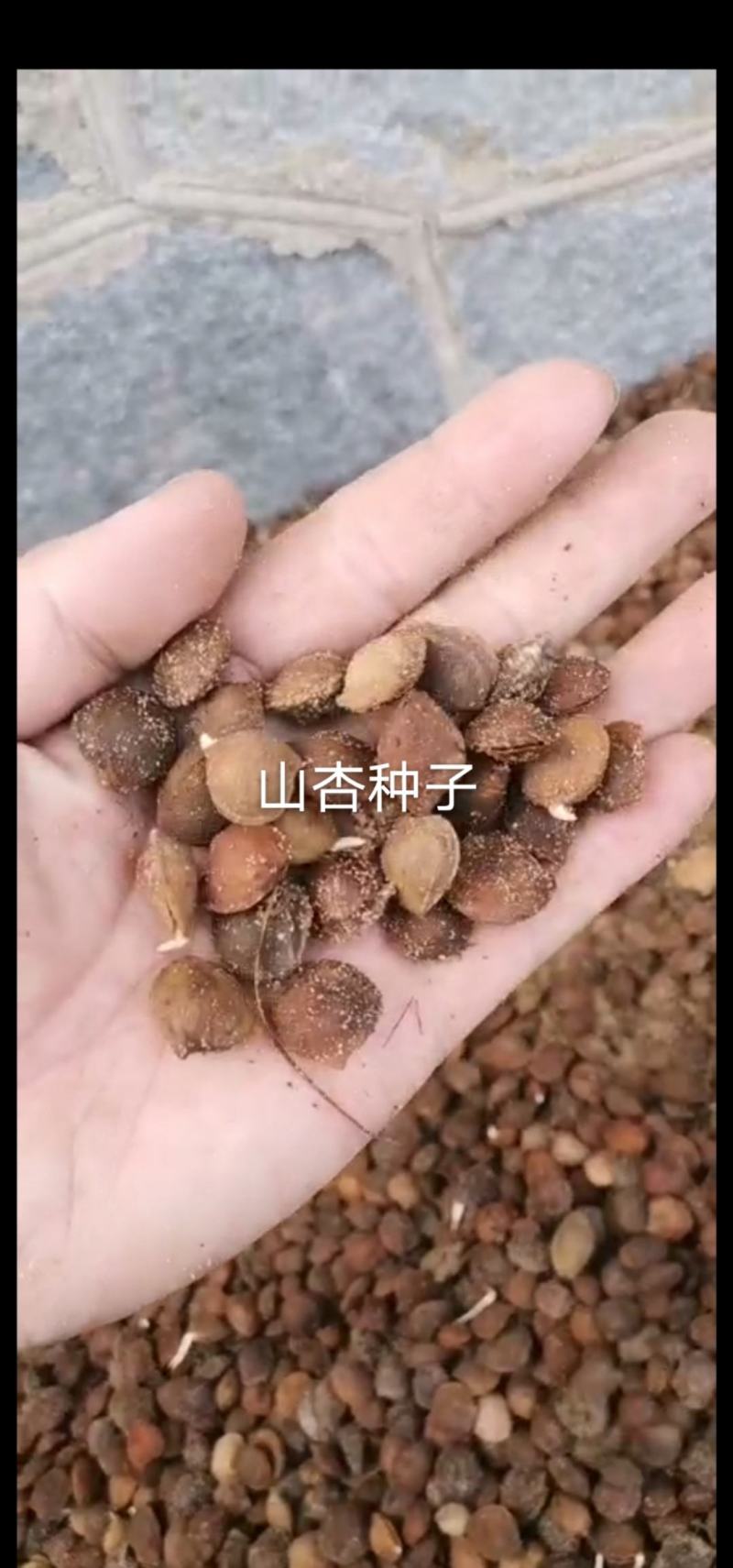 辽宁营口市鲅鱼圈区东升种苗现货供应山枣种子枣树苗种子