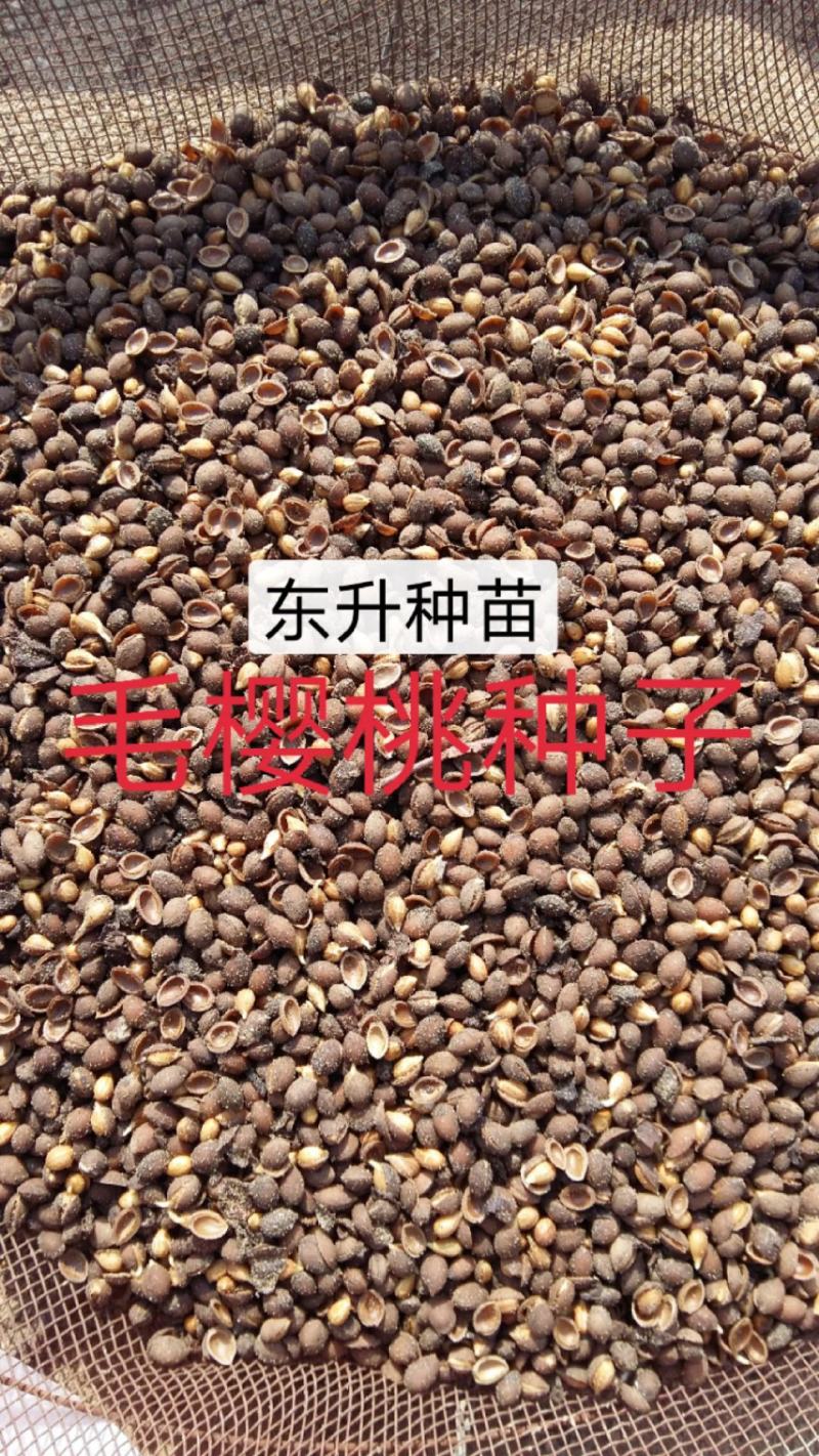 辽宁营口市鲅鱼圈区东升种苗现货供应山枣种子枣树苗种子