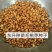 辽宁营口市鲅鱼圈区东升种苗现货供应山枣种子枣树苗种子