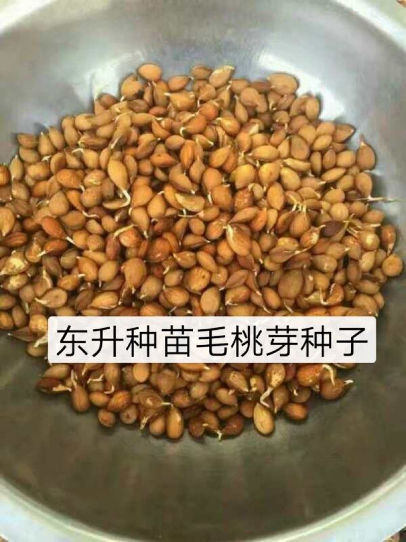 辽宁营口市鲅鱼圈区东升种苗现货供应山枣种子枣树苗种子