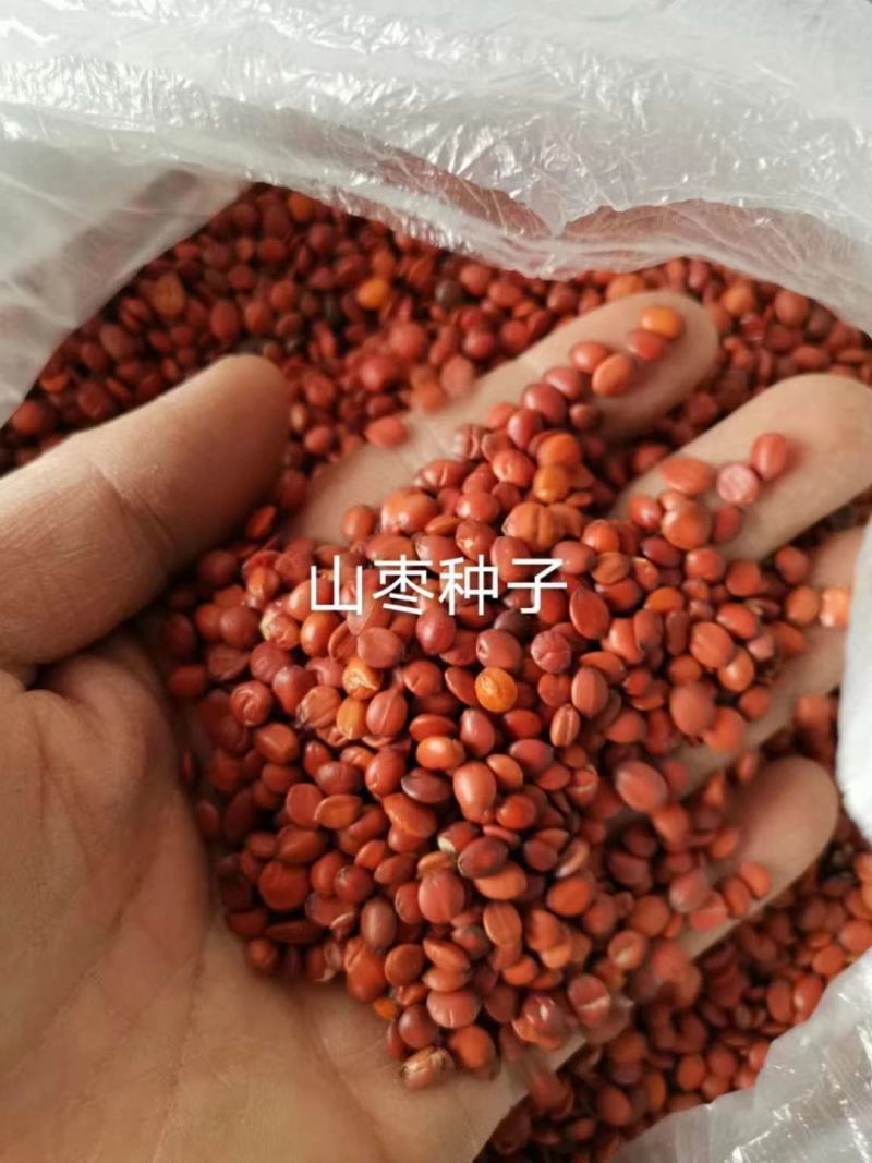 辽宁营口市鲅鱼圈区东升种苗现货供应山枣种子枣树苗种子