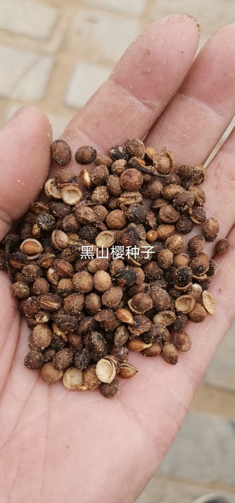 辽宁营口市鲅鱼圈区东升种苗现货供应山枣种子枣树苗种子