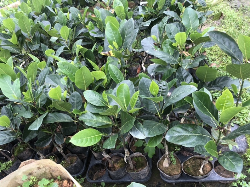 木菠萝马来西亚一号泰国黄肉红肉干苞菠萝蜜苗