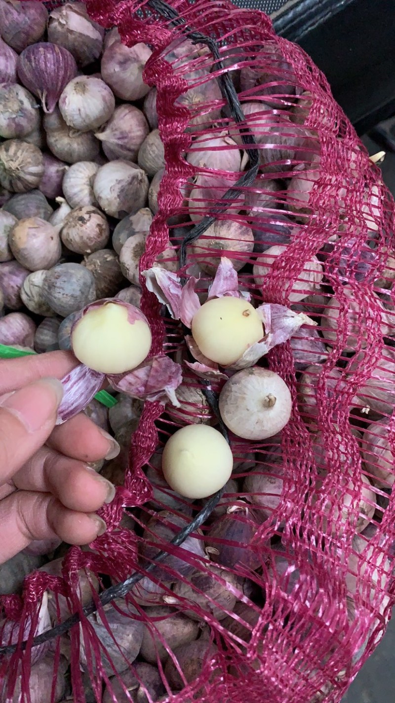 独蒜新货干货独蒜一手货源大量现货新鲜产品