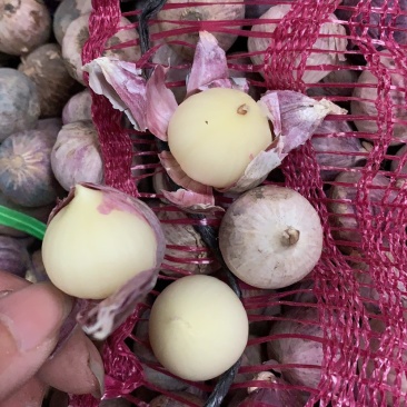 独蒜新货干货独蒜一手货源大量现货新鲜产品