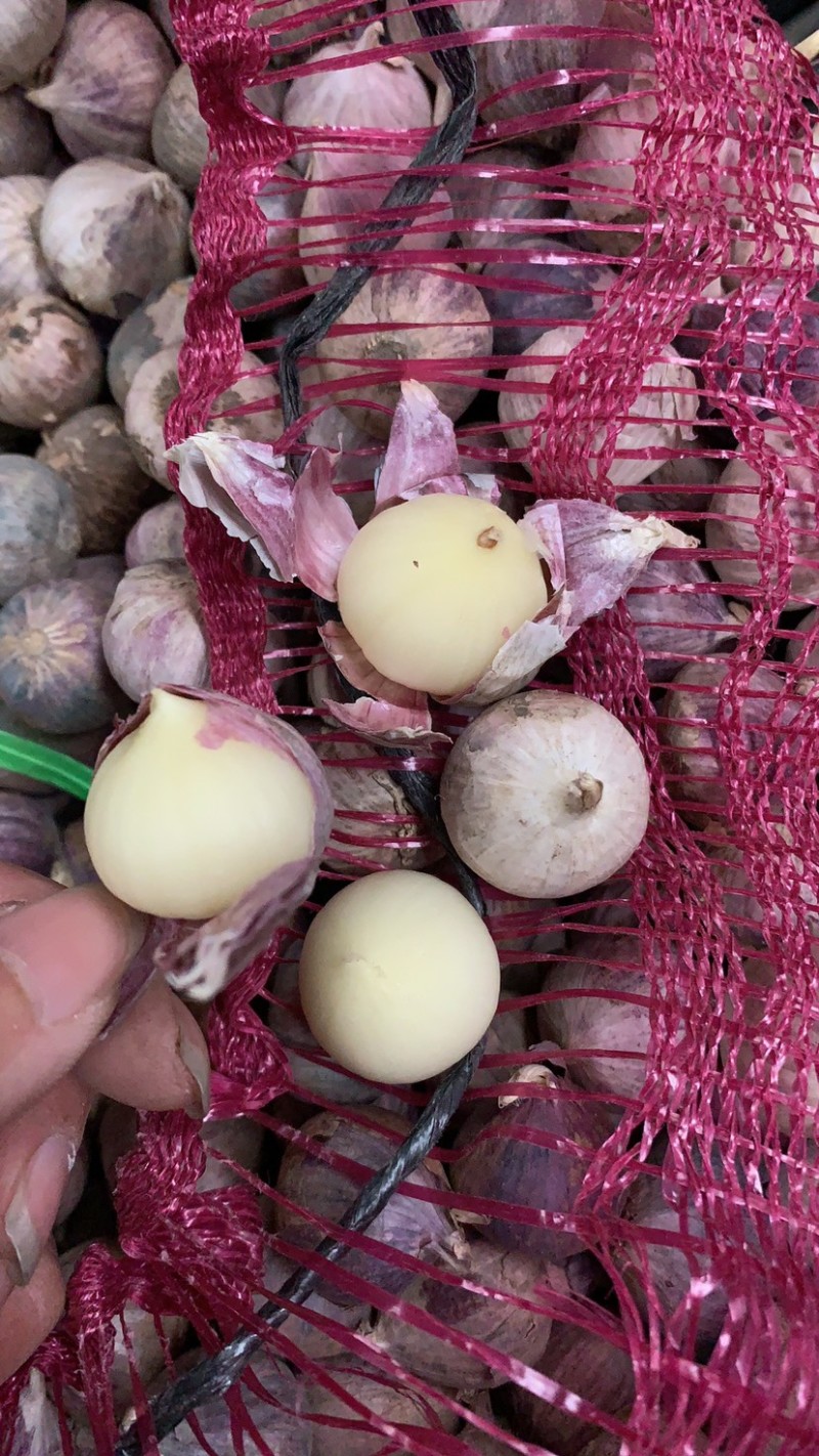独蒜新货干货独蒜一手货源大量现货新鲜产品