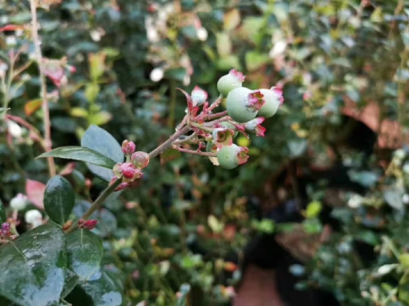 蓝莓苗树苗南北方盆栽地栽蓝莓树苗带土发货庭院阳台种