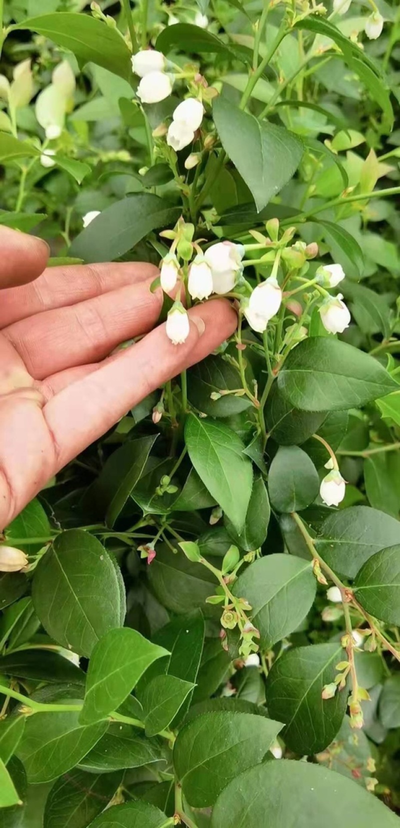 蓝莓苗树苗南北方盆栽地栽蓝莓树苗带土发货庭院阳台种