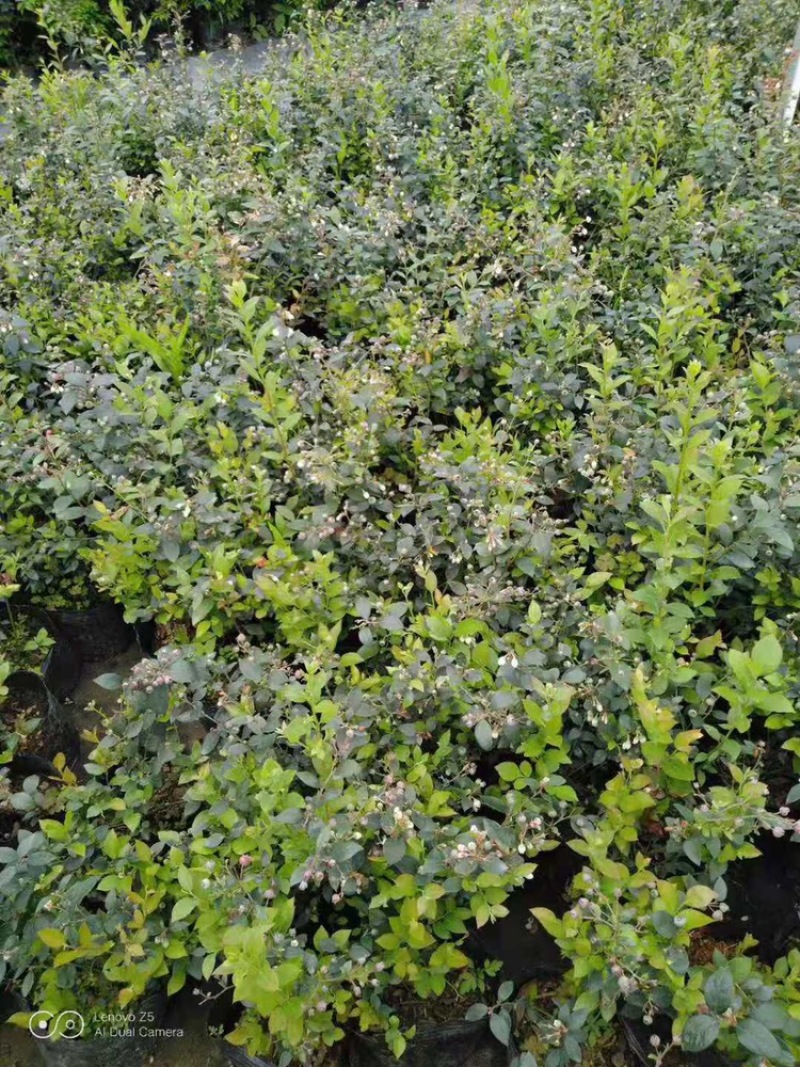 蓝莓苗树苗南北方盆栽地栽蓝莓树苗带土发货庭院阳台种
