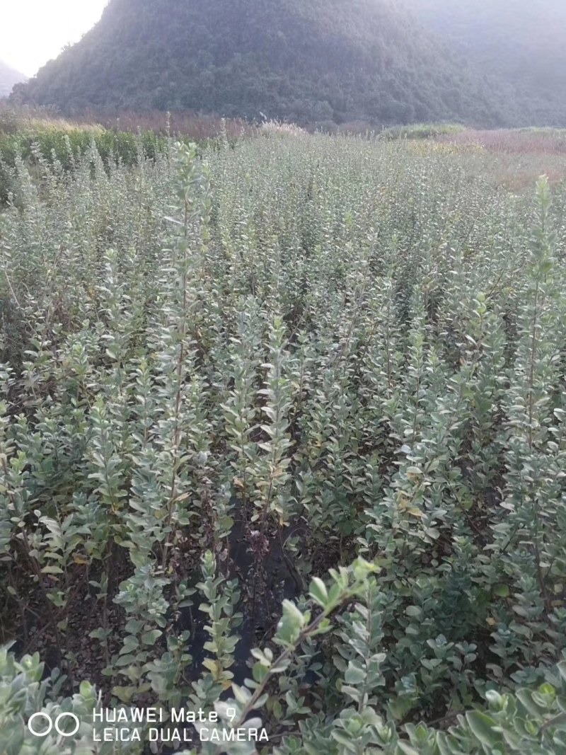 江西蔓荆子苗蔓荆子