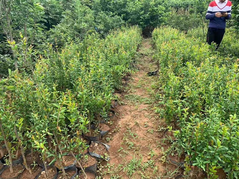 突尼斯软籽石榴苗嫁接苗南北方种植，大小规格都🈶️。