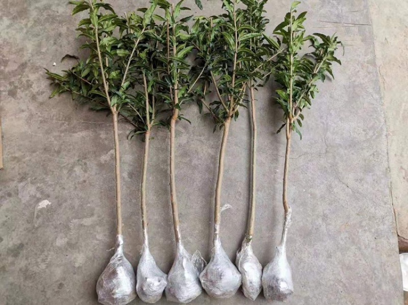 突尼斯软籽石榴苗嫁接苗南北方种植，大小规格都🈶️。