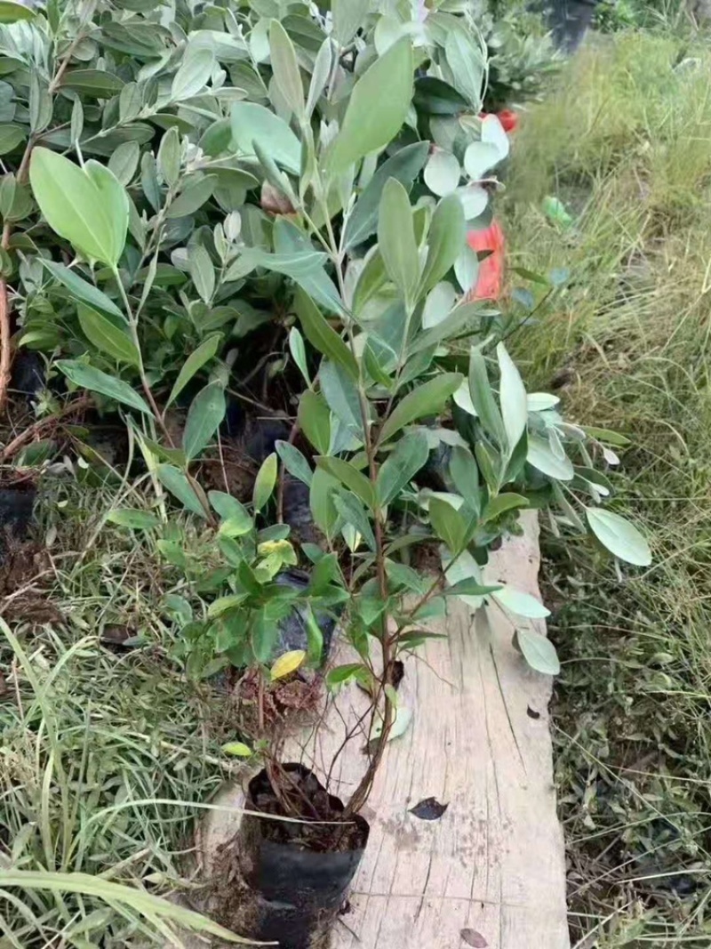 桃金娘苗捻子树苗山捻子苗乌稔桃金娘山花烂漫果苗