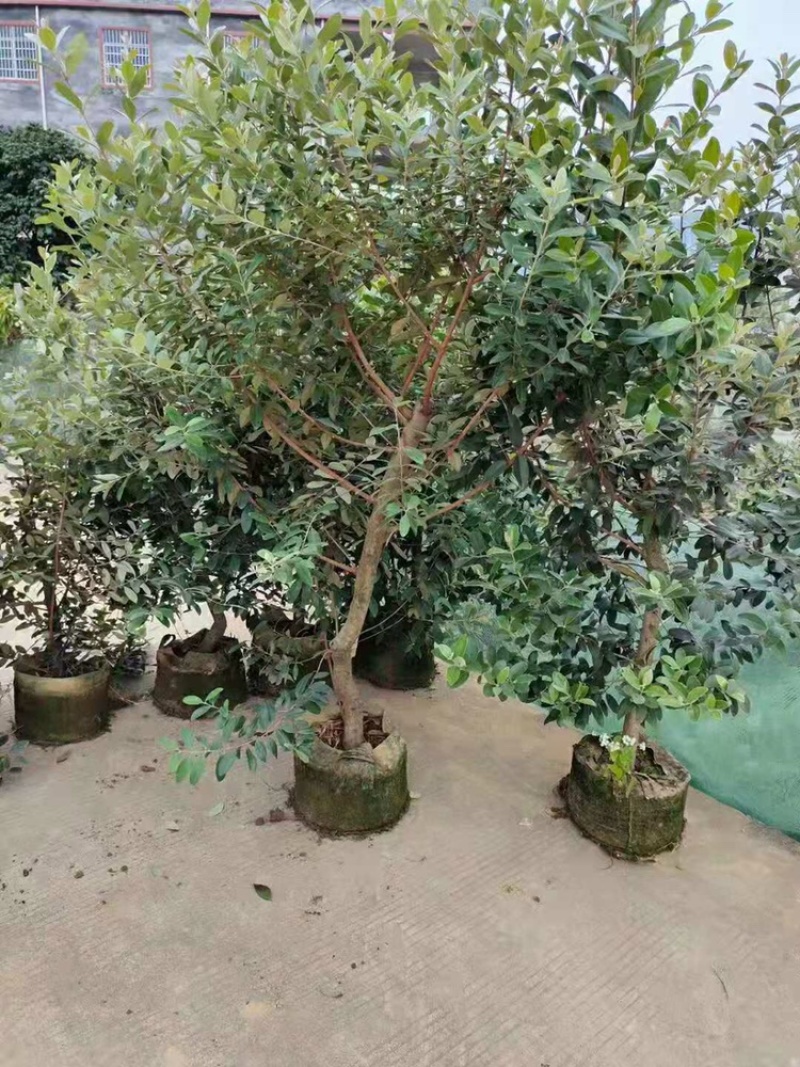 桃金娘苗捻子树苗山捻子苗乌稔桃金娘山花烂漫果苗