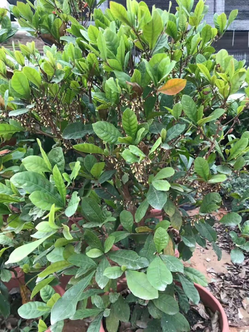 四季神秘果树苗神奇果当年开花结果变味果梦幻果奇迹果