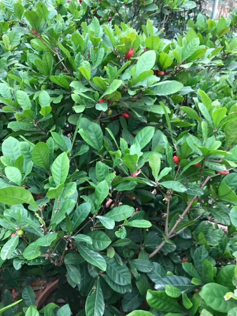 四季神秘果树苗神奇果当年开花结果变味果梦幻果奇迹果