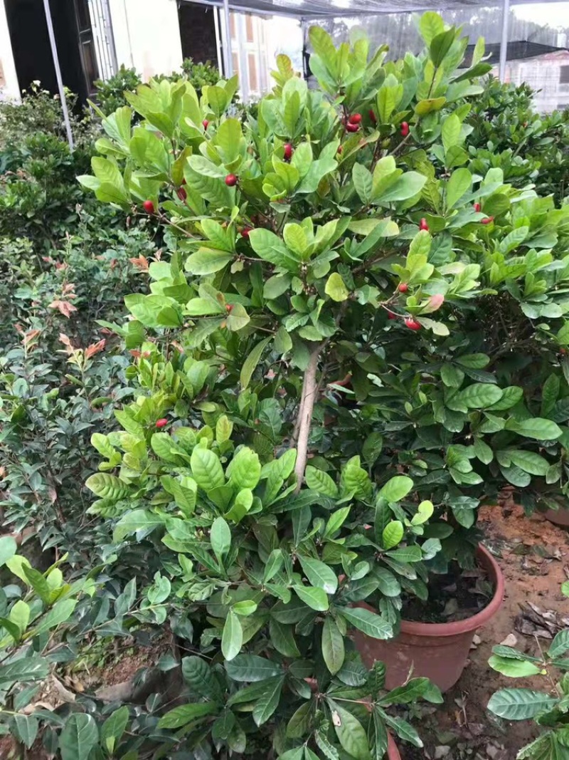 四季神秘果树苗神奇果当年开花结果变味果梦幻果奇迹果