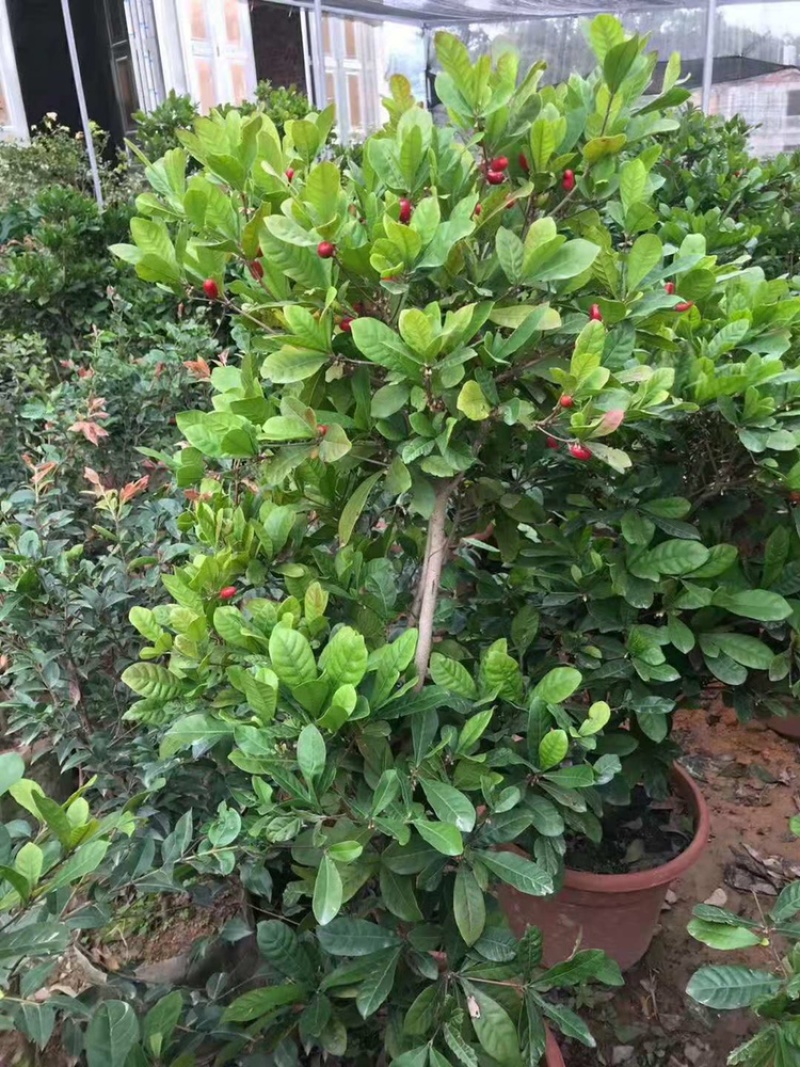 四季神秘果树苗神奇果当年开花结果变味果梦幻果奇迹果