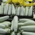 2024瓜果类博洋61博洋瓜博洋61博洋瓜通货