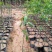 水蜜桃油桃果苗盆栽地栽果树苗桃子南北方种植水蜜桃嫁接苗
