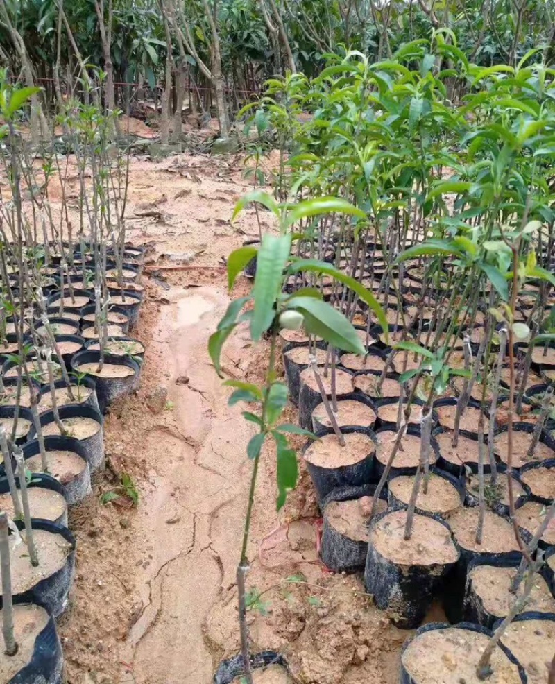 水蜜桃油桃果苗盆栽地栽果树苗桃子南北方种植水蜜桃嫁接苗