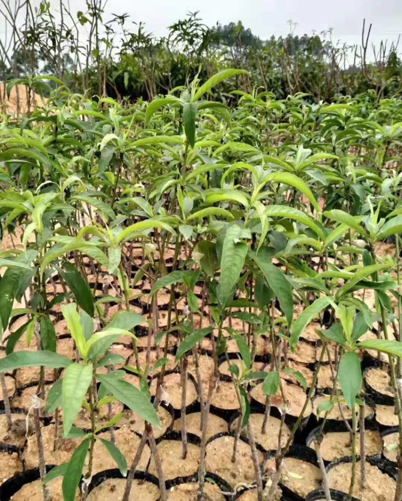 水蜜桃油桃果苗盆栽地栽果树苗桃子南北方种植水蜜桃嫁接苗