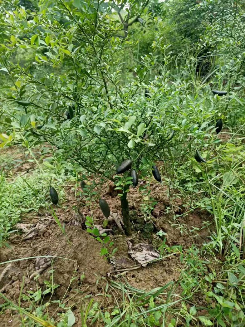 柠檬苗澳洲手指柠檬指橙苗可盆栽地栽嫁接苗