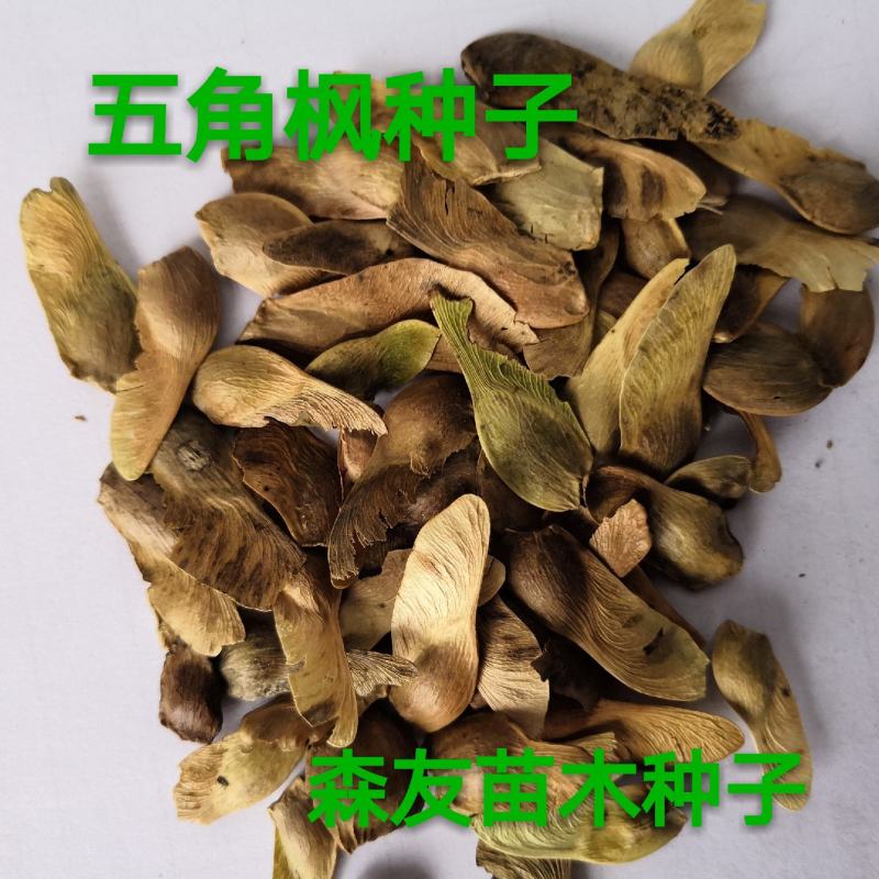 东北抗寒元宝枫种子，元宝枫小苗，元宝枫行道树