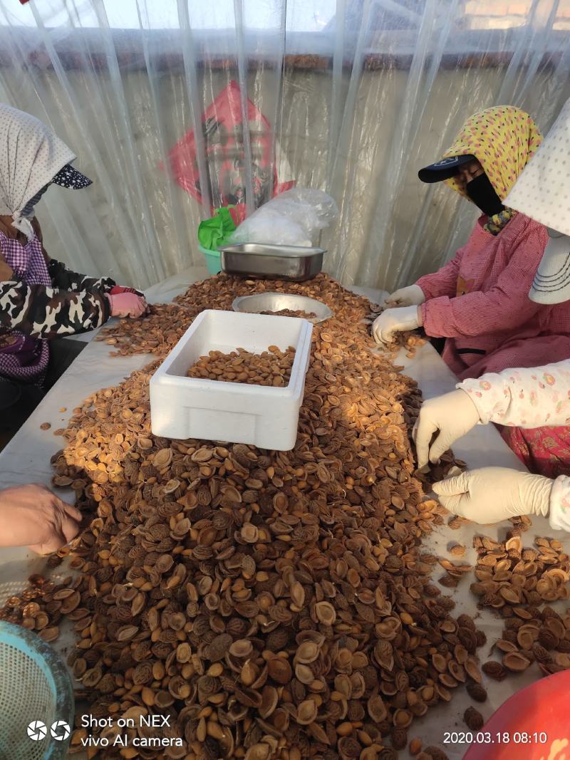 毛桃种子桃芽量大从优