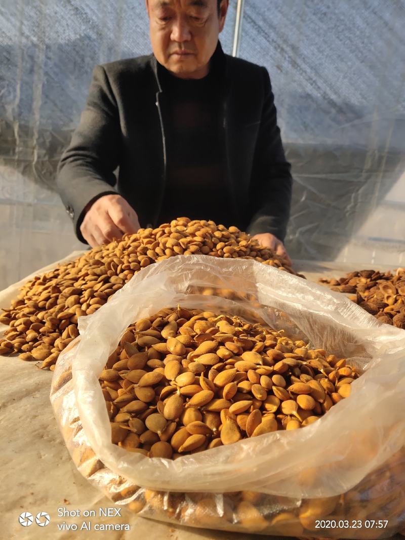 毛桃种子桃芽量大从优