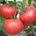 西红柿苗番茄苗苗场直发品种规格多样欢迎苗场选苗