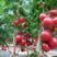 西红柿苗番茄苗苗场直发品种规格多样欢迎苗场选苗