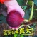 波姬红无花果苗～含糖量高-产品优-好成活-假一赔十
