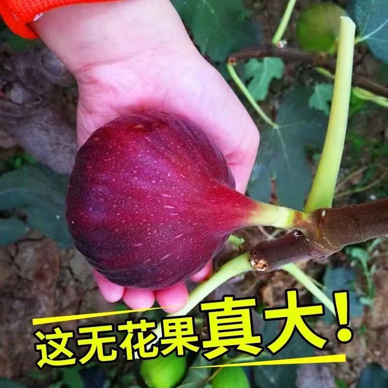 波姬红无花果苗～含糖量高-产品优-好成活-假一赔十