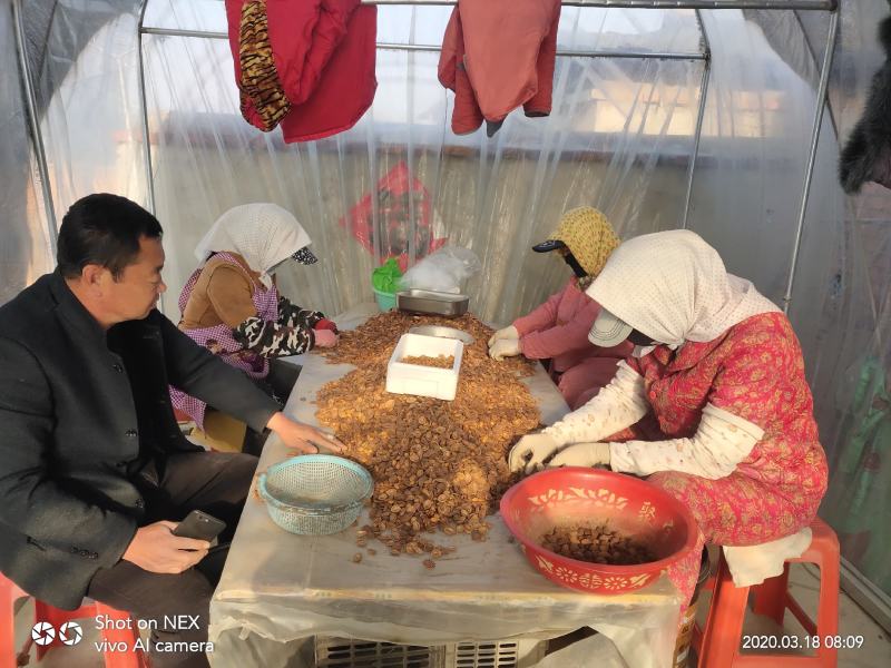 毛桃种子桃芽量大从优