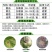日本住友速克灵腐霉利50%葡萄黄瓜草莓灰霉病菌核病农药杀