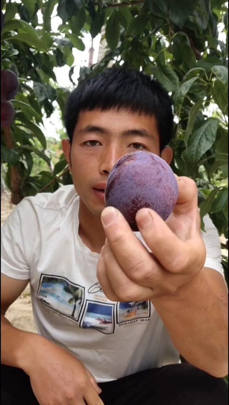 国峰7李子苗果肉红色量大从优