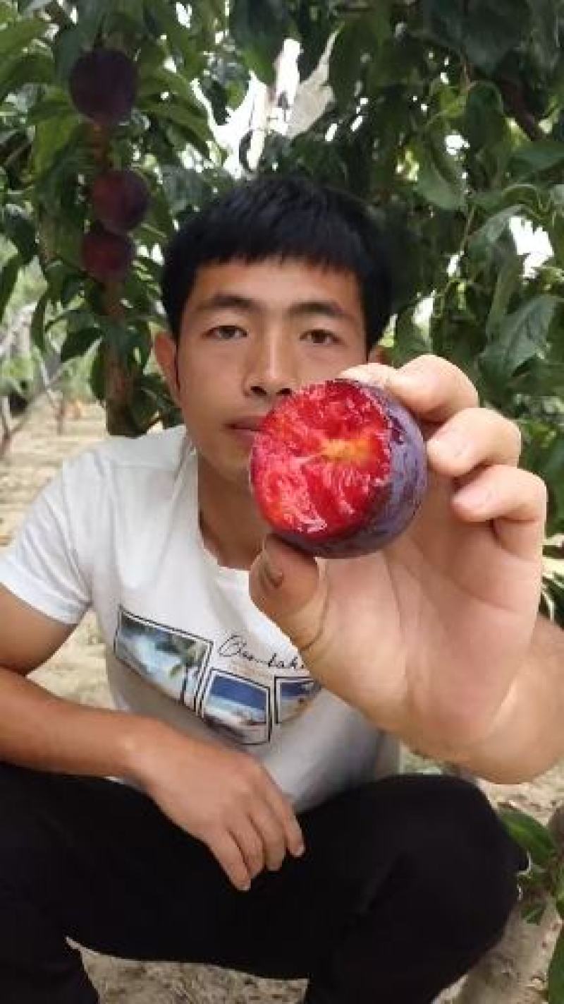 国峰7李子苗果肉红色量大从优