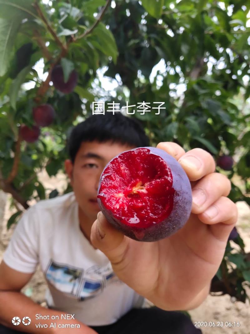 国峰7李子苗果肉红色量大从优