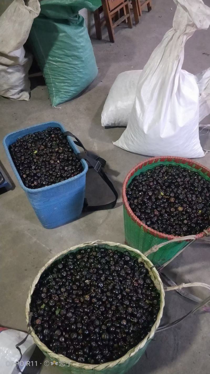 紫花红果参基地优质杯苗