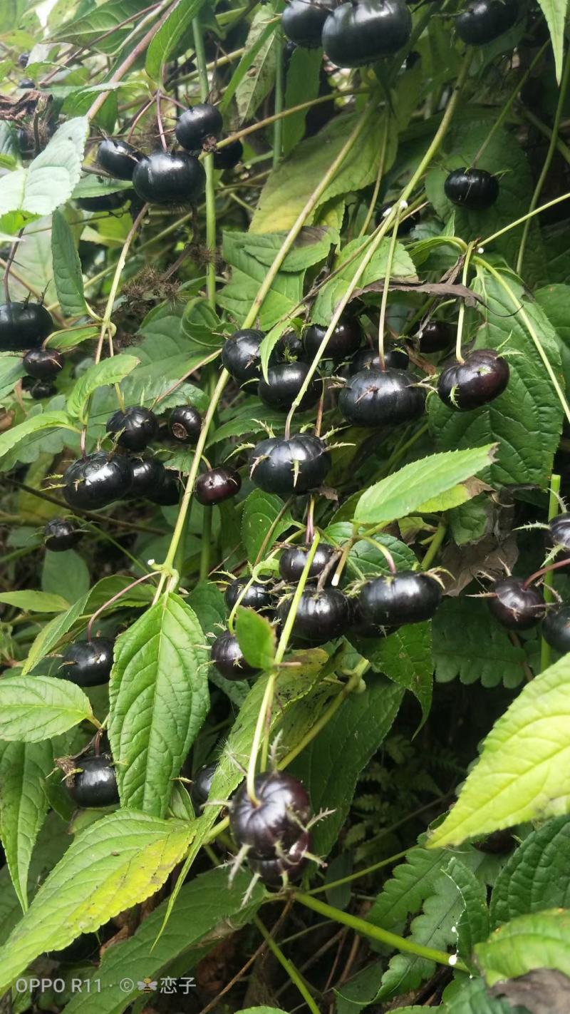 紫花红果参基地优质杯苗
