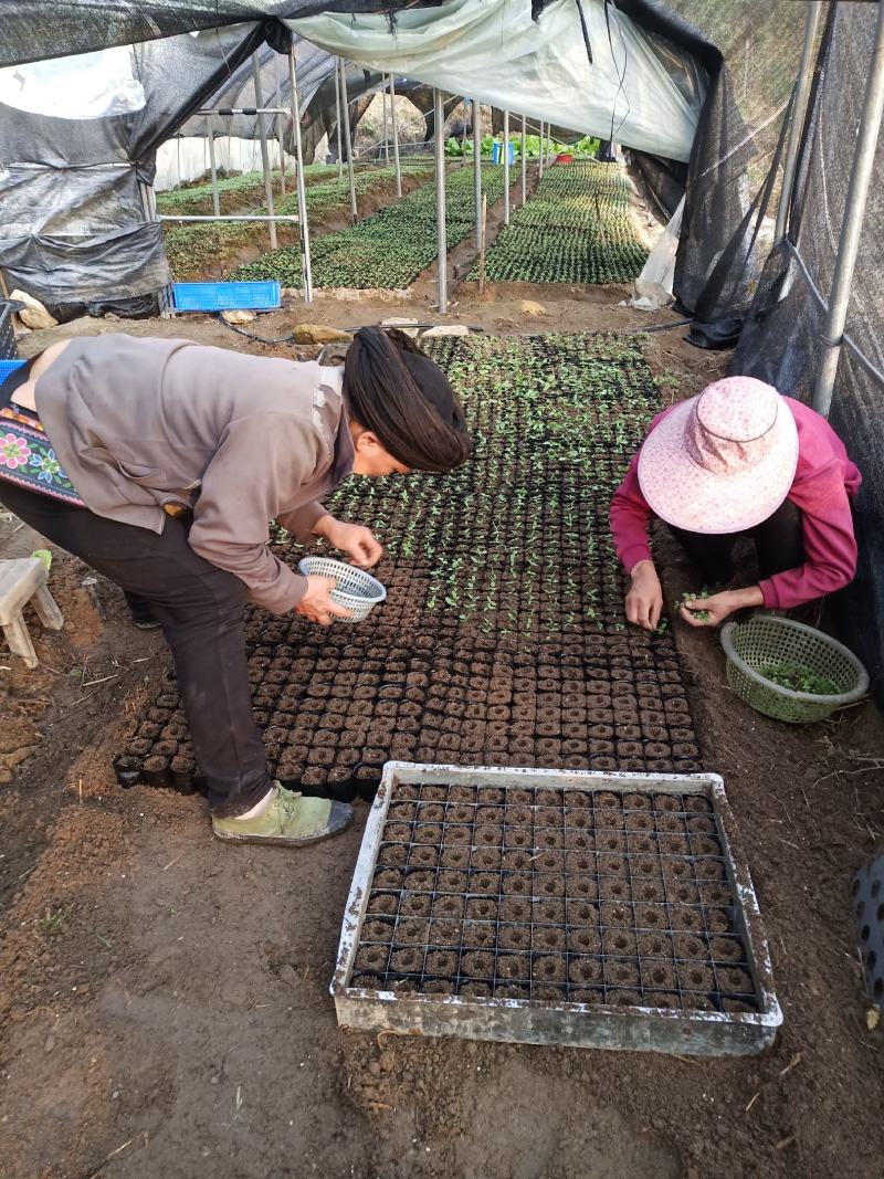 紫花红果参基地优质杯苗