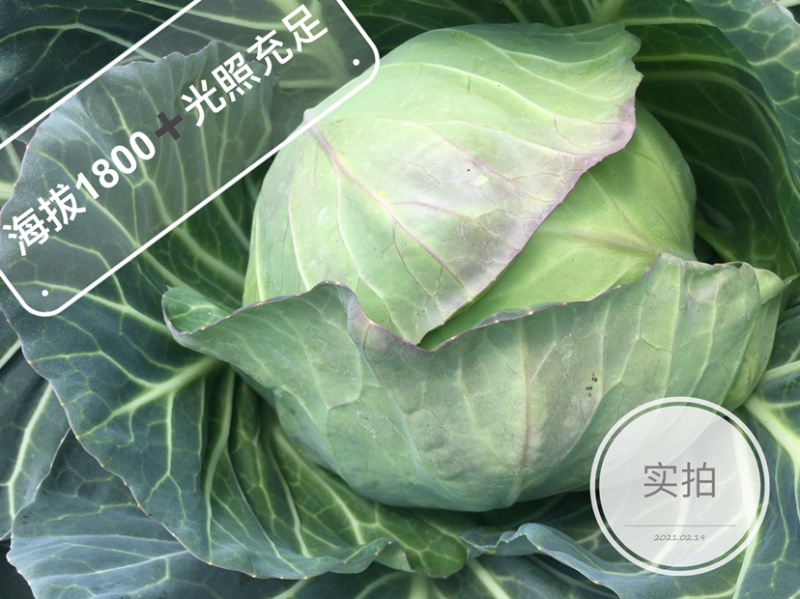 包菜甘蓝铁头，一件代发，社区团购，生鲜超市