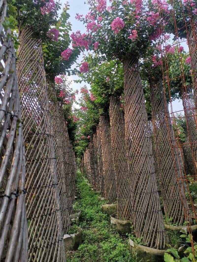 海棠花柱紫薇花柱红梅花柱榆叶梅花柱