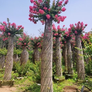 海棠花柱紫薇花柱红梅花柱榆叶梅花柱