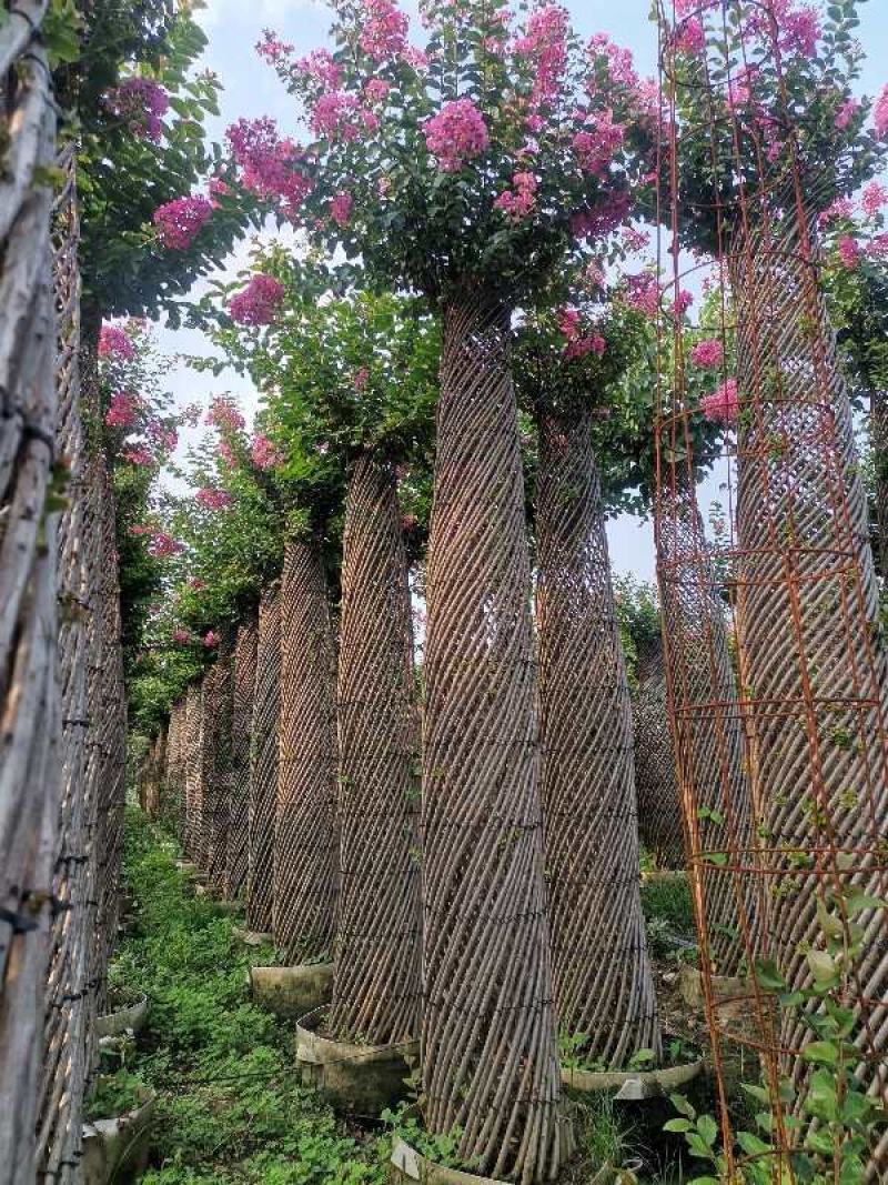 海棠花柱紫薇花柱红梅花柱榆叶梅花柱