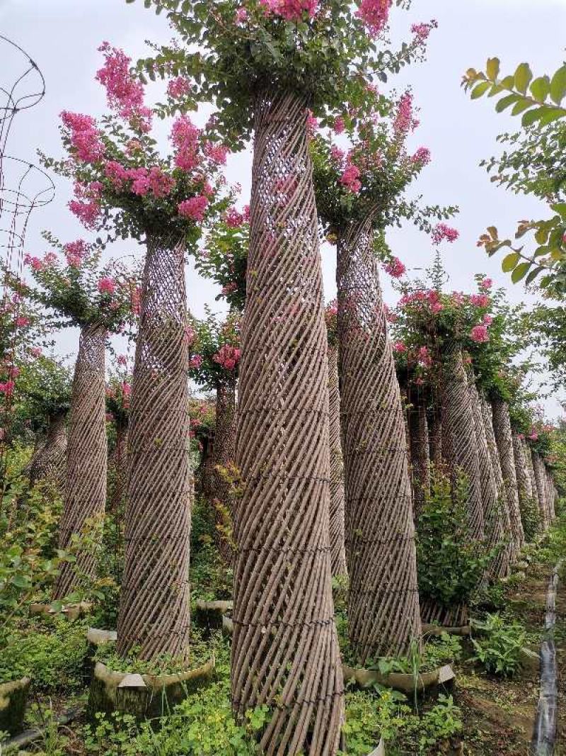 海棠花柱紫薇花柱红梅花柱榆叶梅花柱